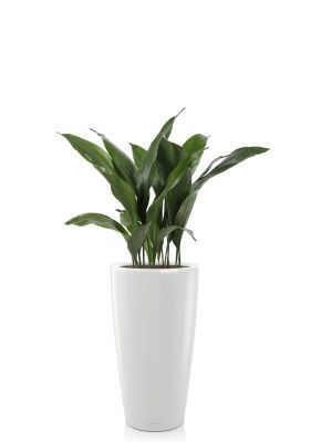 Аспидистра RONDO 32/110 см, белый блестящий Аспидистра RONDO 32/110 см, белый блестящий