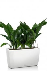 Аспидистра в CARARO 75/90 см, Белый блестящий