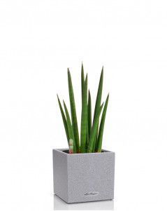 Сансевиерия Цилиндрика Спагетти в CANTO STONE 14