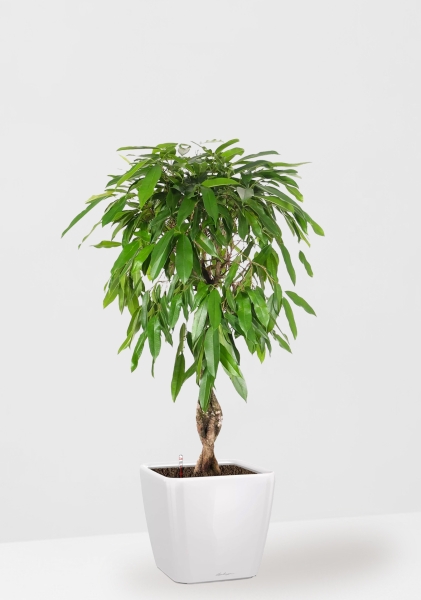 Фикус Амстел Кинг переплетенный 27/120 см в QUADRO LS 43 Фикус Амстел Кинг переплетенный 27/120 см в QUADRO LS 43