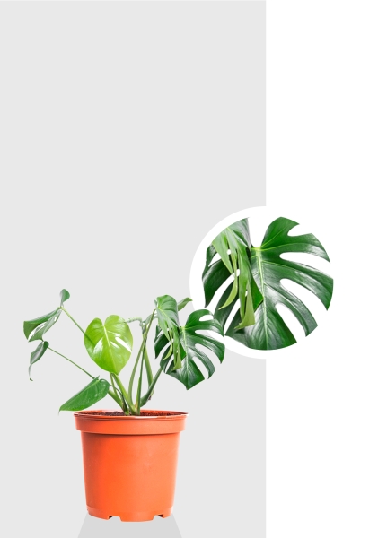 Монстера Делициоза 14/50 см