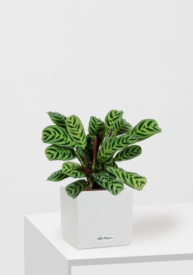 Ктенанта в CANTO STONE 14, Песочный белый Ктенанта в CANTO STONE 14, Песочный белый