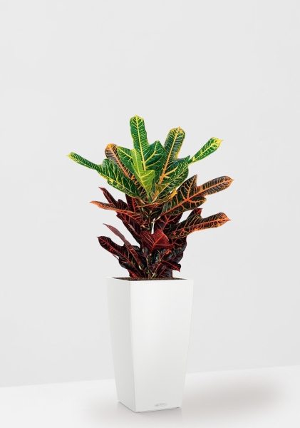 Кротон (Кодиеум) Экселент 17/50 см в CUBICO Color 22 Кротон (Кодиеум) Экселент 17/50 см в CUBICO Color 22