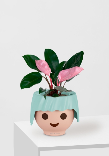 Филодендрон Пинк Принс 12/25 см в OJO Филодендрон Пинк Принс 12/25 см в OJO