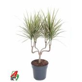 Драцена Маргината Биколор канделябр d21 см h70 см