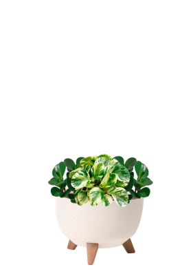 НАБОР Пеперомия Грин 12/20 см (2шт) + Пеперомия Биколор 12/20 см в миске ROMA ECO WOOD 240 НАБОР Пеперомия Грин 12/20 см (2шт) + Пеперомия Биколор 12/20 см в миске ROMA ECO WOOD 240