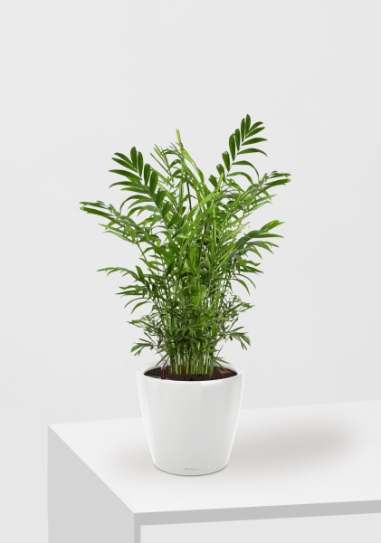 Хамедорея Элеганс 17/60 см в CLASSICO LS 21