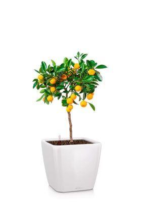 Цитрус Каламондин 19/60 см в QUADRO LS 28, белый блестящий