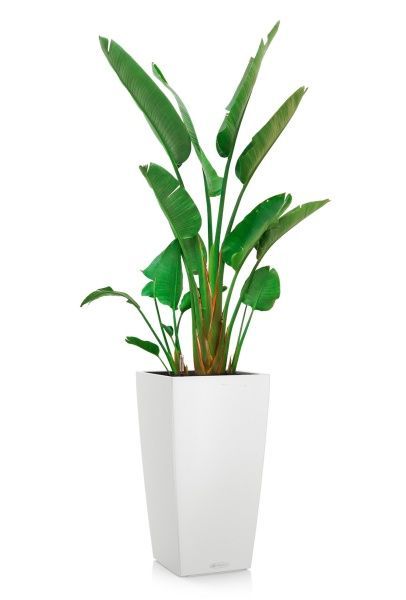 Стрелиция Николай 30/200 в CUBICO COLOR 40