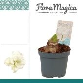 Гиппеаструм Kolibri Alfresco Flora Magica 2 ствола d9 см h20 см тип 1 Гиппеаструм Kolibri Alfresco Flora Magica 2 ствола d9 см h20 см тип 1