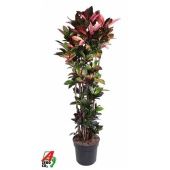 Кротон Кодиеум Миссис Айстон бранч d40 см h200 см Кротон Кодиеум Миссис Айстон бранч d40 см h200 см
