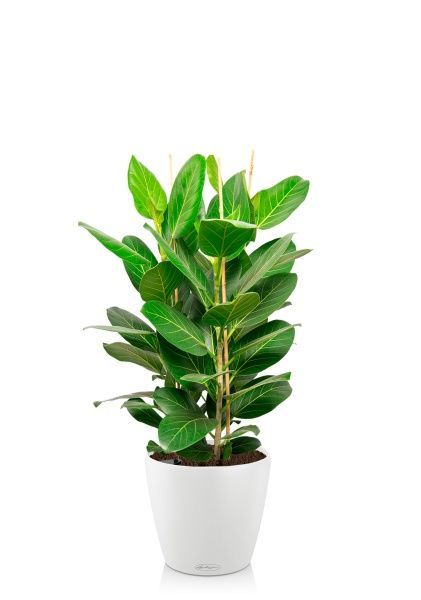 Фикус Бенгальский 3 ствола 27/90 см в CLASSICO COLOR 28