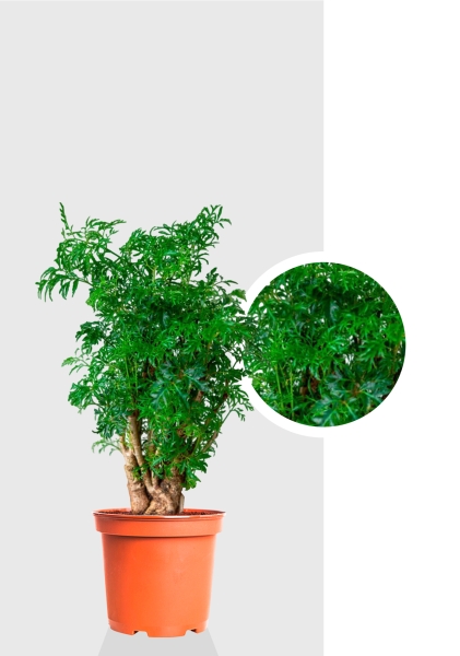 Полисциас Фрутикоза 12/40 см