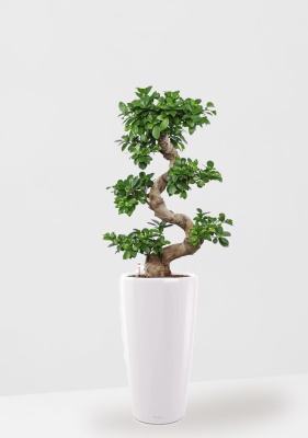 Фикус Микрокарпа бонсай в RONDO 40, белый