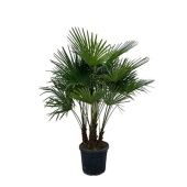 Трахикарпус Форчуна d50 см h230 см тип 1