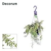 Эсхинантус болеро биколор d17 см h30 см Эсхинантус болеро биколор d17 см h30 см