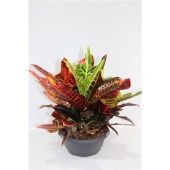 Кротон Кодиеум Экселлент боул d27 см h40 см Кротон Кодиеум Экселлент боул d27 см h40 см