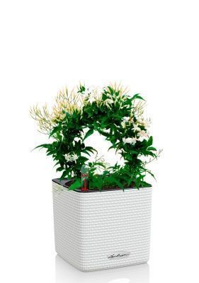 Жасмин на опоре 12/35 см в CUBE COLOR 14, белый