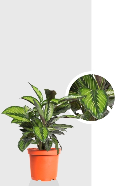 Калатея Принцепс 12/30 см Калатея Принцепс 12/30 см