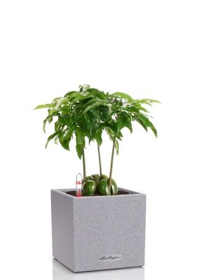 Кастаноспермум в CANTO STONE 14, серый камень