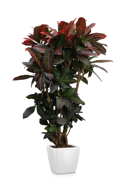 Кротон (Кодиеум) Петра 31/130 см в QUADRO LS 43