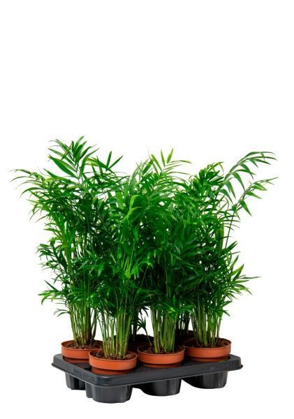 Набор Хамедорея 12/45 см - 6 шт