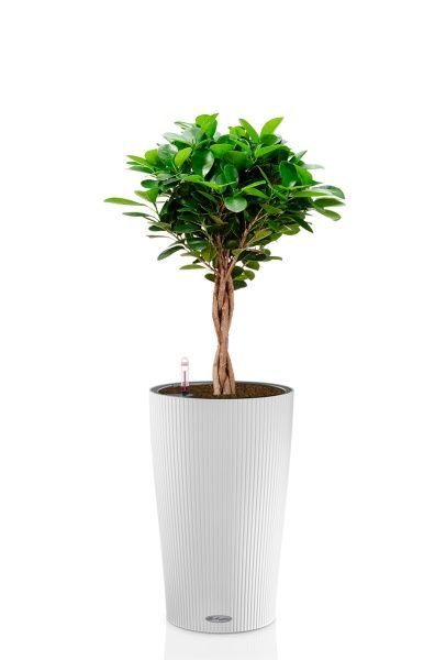 Фикус Моклейм 21/90 см в CILINDRO 32 Фикус Моклейм 21/90 см в CILINDRO 32