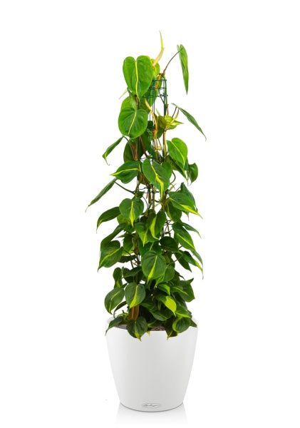 Филодендрон Сканденс Бразил на опоре 24/120 см в CLASSICO COLOR 35