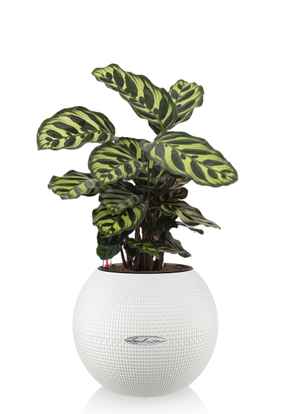 Калатея Макояна 12/35 см в PURO 20 Калатея Макояна 12/35 см в PURO 20