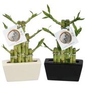 Бамбук Лаки d14 см h25 см Бамбук Лаки d14 см h25 см