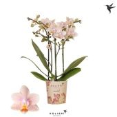 Фаленопсис 3 ствола Ivoorcoast 40+ (ok Plant) d9 см h40 см Фаленопсис 3 ствола Ivoorcoast 40+ (ok Plant) d9 см h40 см