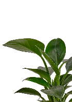 Филодендрон Грин Принцесс 14/45 см в CUBE COLOR 16