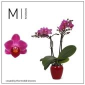 Фаленопсис 2 ствола Puebla In Ceramic Purple (orchid Growers) d7 см h30 см