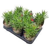 Опунция Subulata d10.5 см h12.5 см