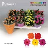 Каланхоэ Calandiva Moments микс d12 см h24 см
