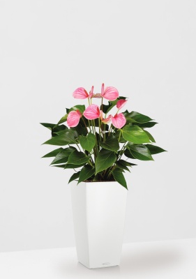 Антуриум Андрианум розовый 17/60 см в CUBICO COLOR 22, белый