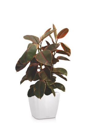 Фикус Эластика Белиз 3 ствола 27/100 см QUADRO LS 35, белый блестящий 