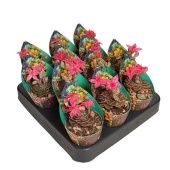 Граптопеталум Bellum Potcover d6.5 см h8 см