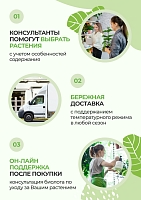 Сансевиерия Масониана Виктория 12/40 см в CUBE GLOSSY KISS 14