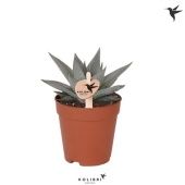 Эхеверия Savanna d9 см h20 см Эхеверия Savanna d9 см h20 см