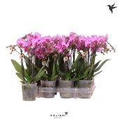 Фаленопсис 2 ствола Violet 22+ (ok Plant) d9 см h40 см