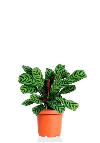 Ктенанта Бурле 12/25 см