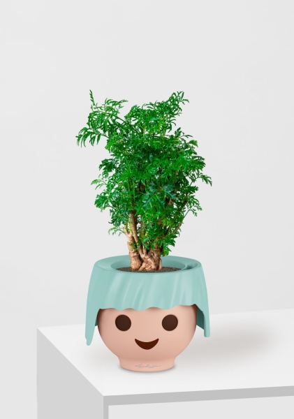 Полисциас Фрутикоза 12/40 см в OJO