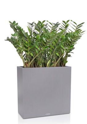 Замиокулькас в CANTO Stone 80, серый камень Замиокулькас в CANTO Stone 80, серый камень