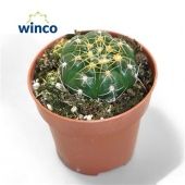 Гимнокалициум Denudatum d8.5 см h15 см