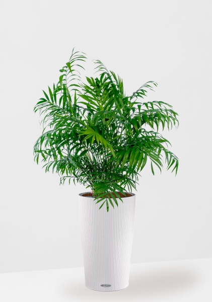 Хамедорея Элеганс 20/100 см в CILINDRO 32 Хамедорея Элеганс 20/100 см в CILINDRO 32
