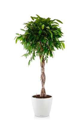 Фикус Амстел Кинг переплетенный 30/140 см в CLASSICO COLOR 43