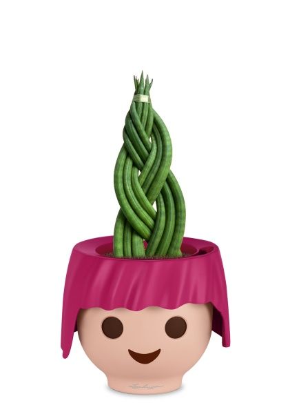 Сансевиерия Цилиндрика Косичка в OJO