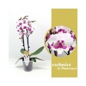 Фаленопсис Emily 16+ (phalaenova) d12 см h60 см