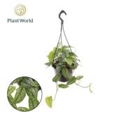 Монстера d15 см h35 см